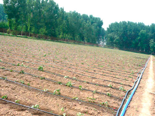 山东滴灌厂家,山东绿园节水灌溉设备有限公司